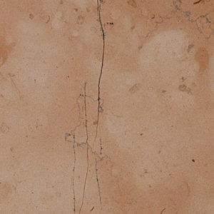Rosa Perlino